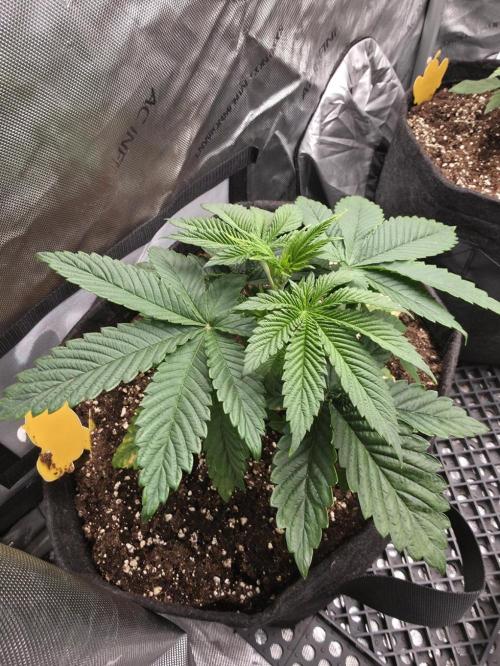 SSSC - Tropical Ice Cream - No Contest. Week 5 - Day 31