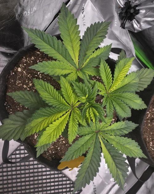 The Special (Gassy) One - F027- Contest. Week 5 - Day 34