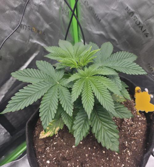 SSSC - Tropical Ice Cream - No Contest. Week 5 - Day 32