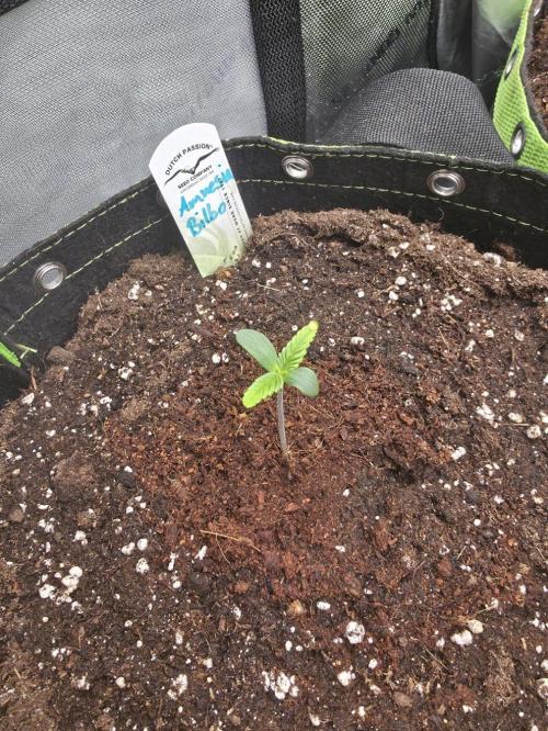 Amnesia Bilbo Auto - Genehtik. Week 1 - Day 4