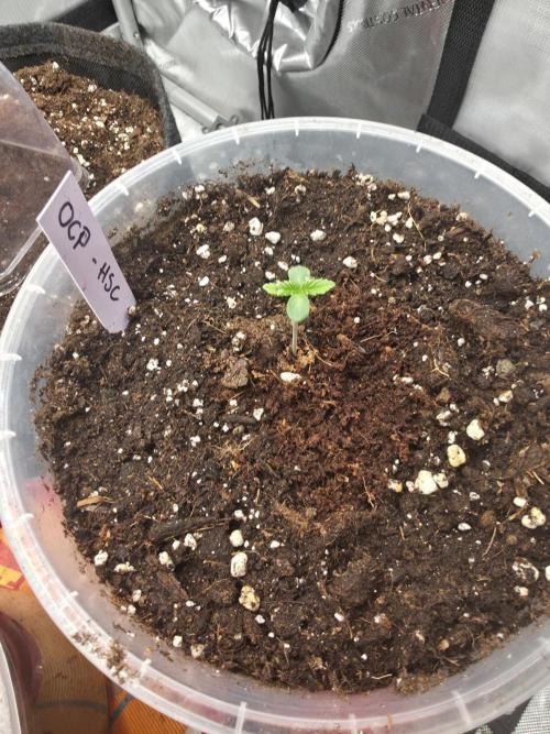 Orange Creampop - HSC. Week 1 - Day 4