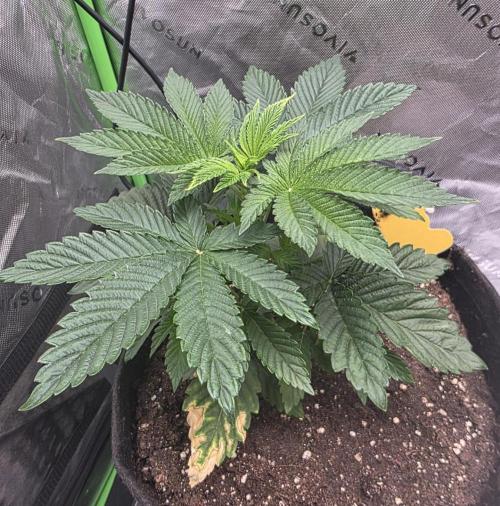 SSSC - Tropical Ice Cream - No Contest. Week 5 - Day 33