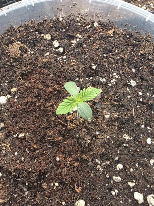 Orange Creampop - HSC. Week 1 - Day 5