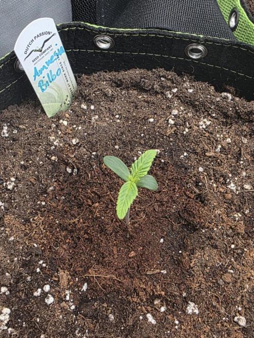 Amnesia Bilbo Auto - Genehtik. Week 1 - Day 5
