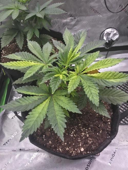 The Special (Gassy) One - F027- Contest. Week 6 - Day 36