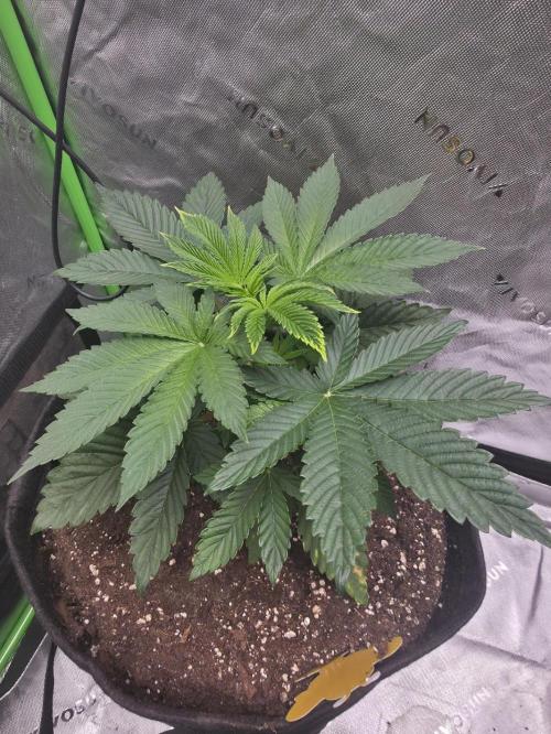 SSSC - Tropical Ice Cream - No Contest. Week 5 - Day 34