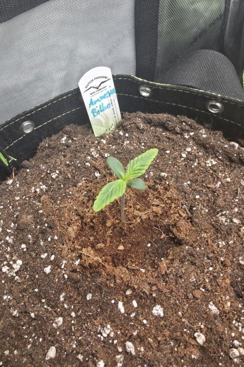 Amnesia Bilbo Auto - Genehtik. Week 1 - Day 6