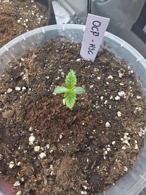 Orange Creampop - HSC. Week 1 - Day 6