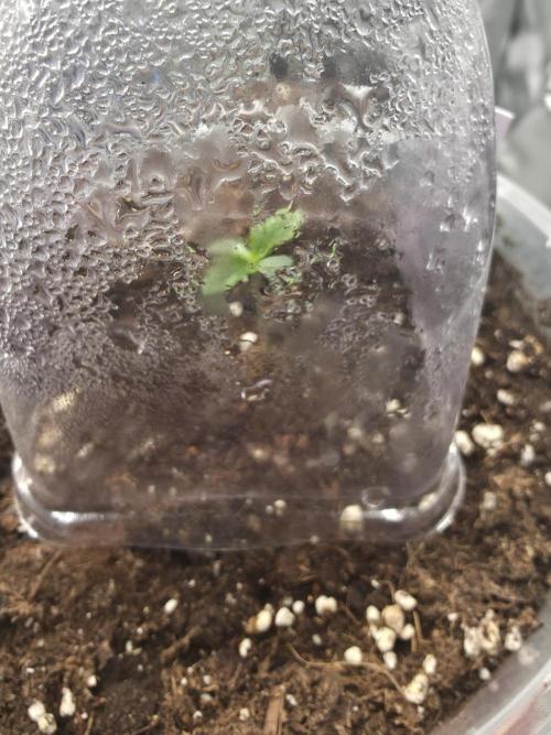 Orange Creampop - HSC. Week 1 - Day 6