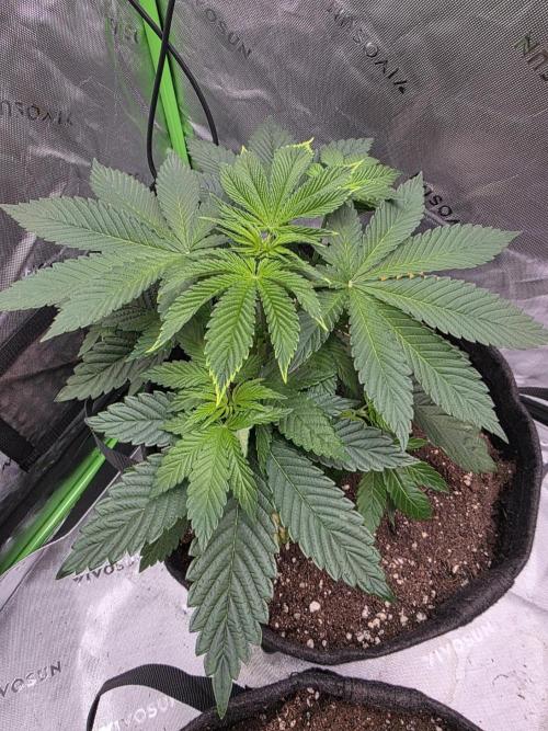 SSSC - Tropical Ice Cream - No Contest. Week 5 - Day 35