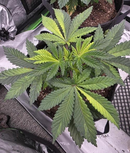 The Special (Gassy) One - F027- Contest. Week 6 - Day 37