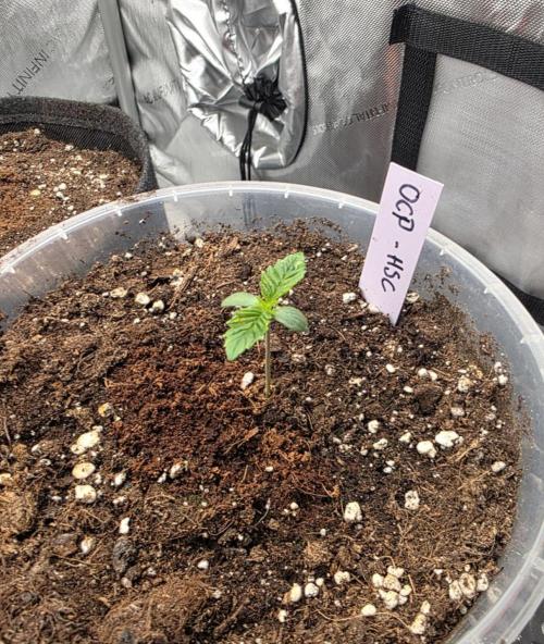 Orange Creampop - HSC. Week 1 - Day 7