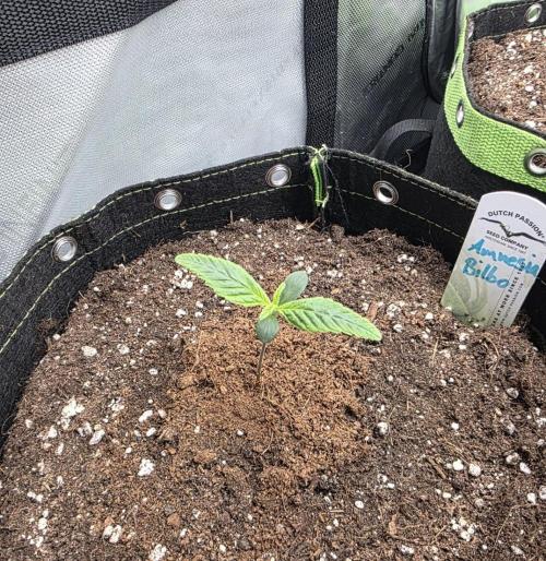 Amnesia Bilbo Auto - Genehtik. Week 1 - Day 7