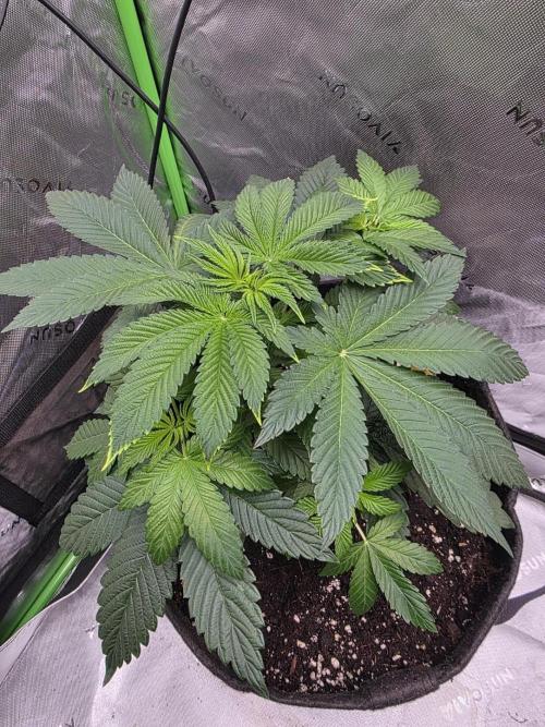 SSSC - Tropical Ice Cream - No Contest. Week 6 - Day 36