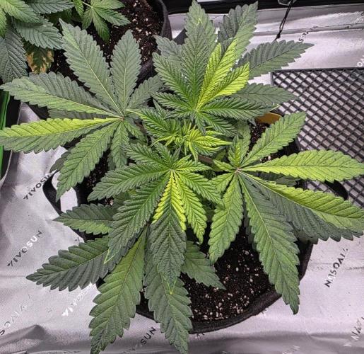The Special (Gassy) One - F027- Contest. Week 6 - Day 38