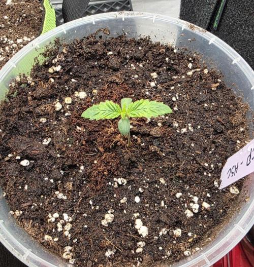Orange Creampop - HSC. Week 2 - Day 8