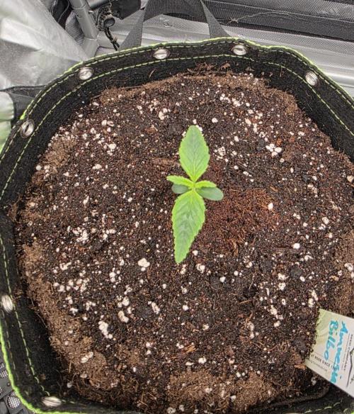 Amnesia Bilbo Auto - Genehtik. Week 2 - Day 8