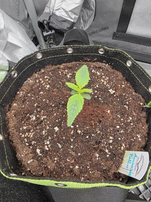 Amnesia Bilbo Auto - Genehtik. Week 2 - Day 9