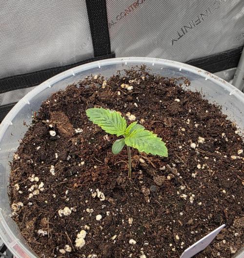 Orange Creampop - HSC. Week 2 - Day 9