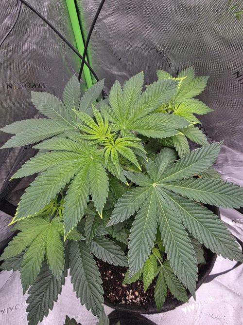 SSSC - Tropical Ice Cream - No Contest. Week 6 - Day 37