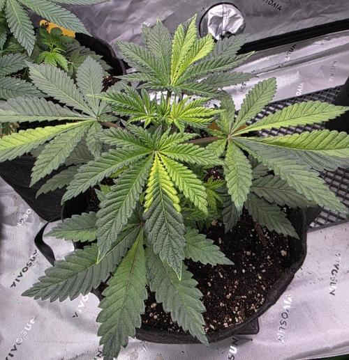 The Special (Gassy) One - F027- Contest. Week 6 - Day 39