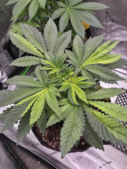 The Special (Gassy) One - F027- Contest. Week 6 - Day 40
