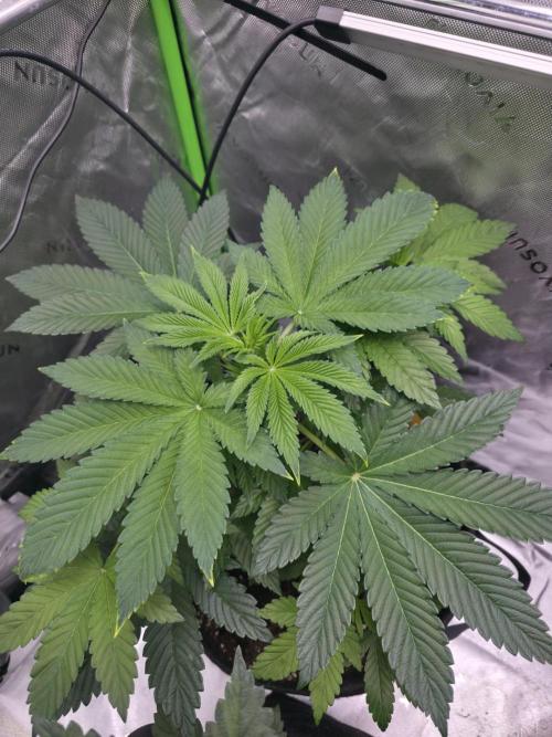 SSSC - Tropical Ice Cream - No Contest. Week 6 - Day38