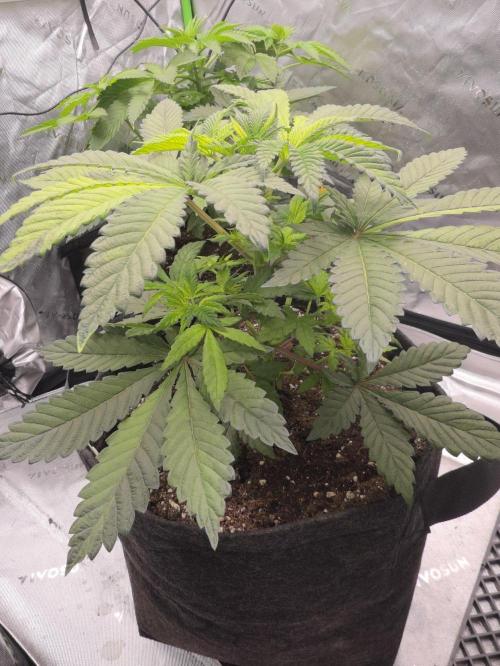 The Special (Gassy) One - F027- Contest. Week 6 - Day 41