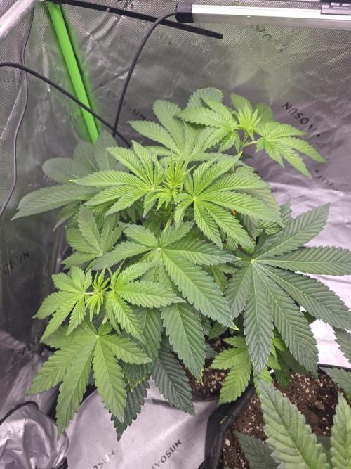 SSSC - Tropical Ice Cream - No Contest. Week 6 - Day 39 