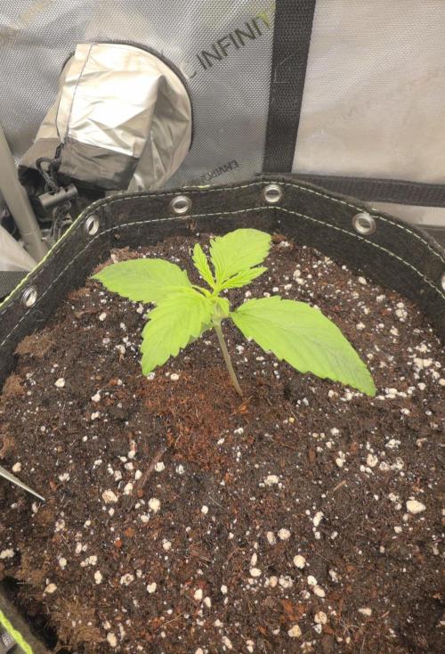 Amnesia Bilbo Auto - Genehtik. Week 2 - Day 11
