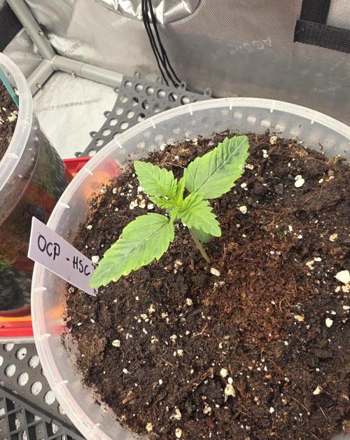 Orange Creampop - HSC. Week 2 - Day 11