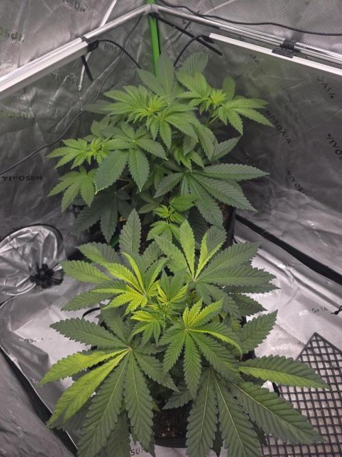 The Special (Gassy) One - F027- Contest. Week 6 - Day 42