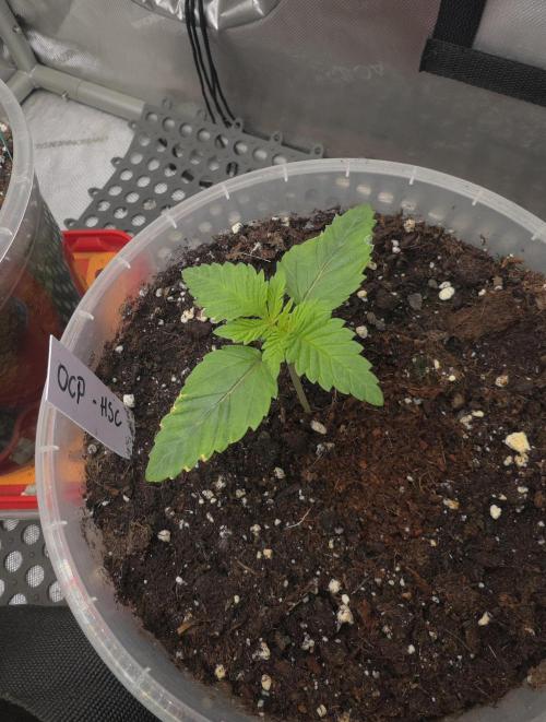 Orange Creampop - HSC. Week 2 - Day 12