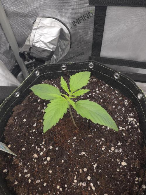 Amnesia Bilbo Auto - Genehtik. Week 2 - Day 12