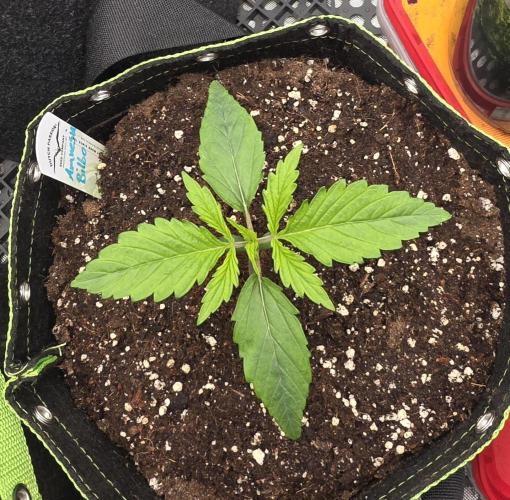 Amnesia Bilbo Auto - Genehtik. Week 2 - Day 13