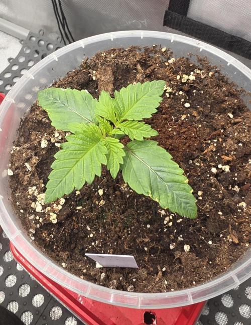 Orange Creampop - HSC. Week 2 - Day 13