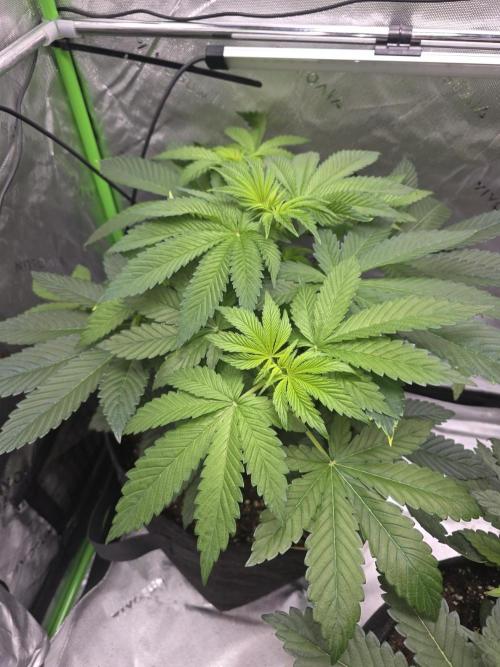 SSSC - Tropical Ice Cream - No Contest. Week 6 - Day 41