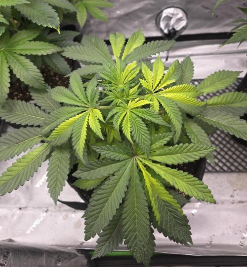 The Special (Gassy) One - F027- Contest. Week 7 - Day 43