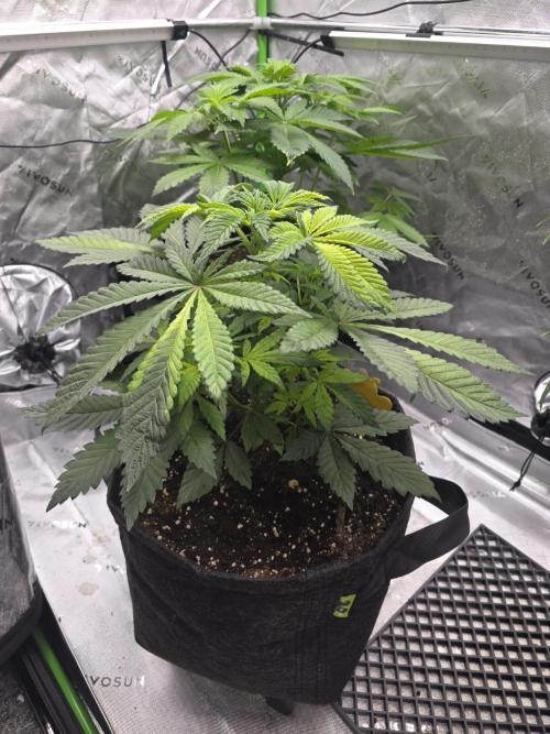 The Special (Gassy) One - F027- Contest. Week 7 - Day 43