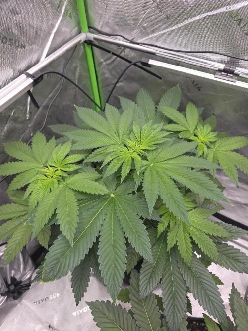 SSSC - Tropical Ice Cream - No Contest. Week 6 - Day 42