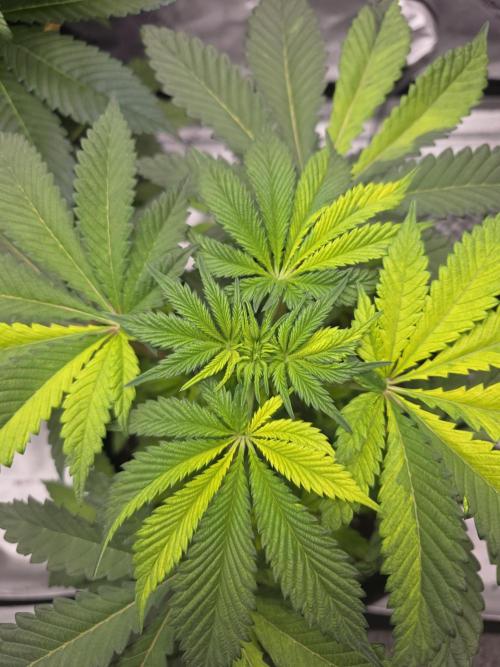 The Special (Gassy) One - F027- Contest. Week 7 - Day 44
