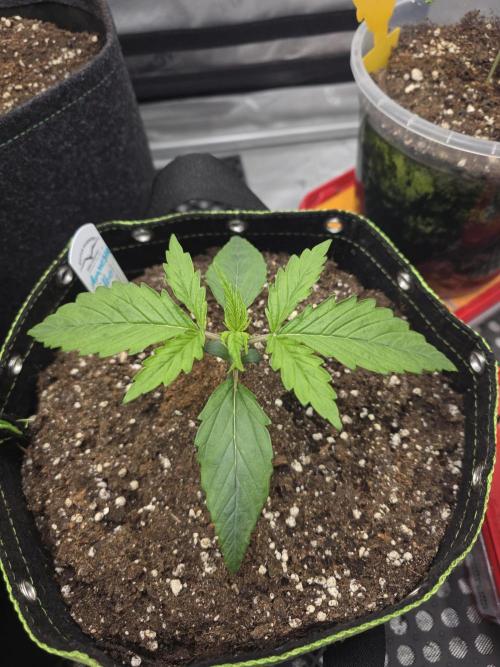Amnesia Bilbo Auto - Genehtik. Week 2 - Day 14