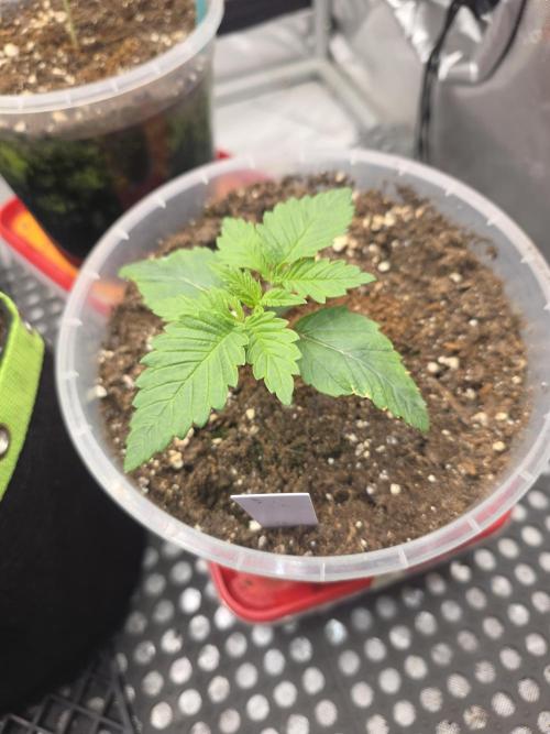 Orange Creampop - HSC. Week 2 - Day 14