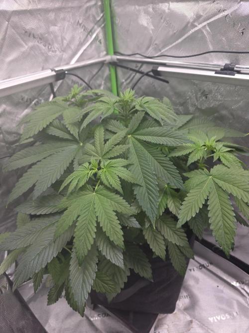 SSSC - Tropical Ice Cream - No Contest. Week 7 - Day 43