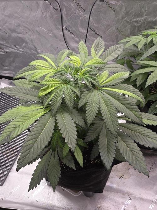 The Special (Gassy) One - F027- Contest. Week 7 - Day 45