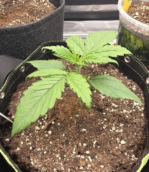 Amnesia Bilbo Auto - Genehtik. Week 3 - Day 15