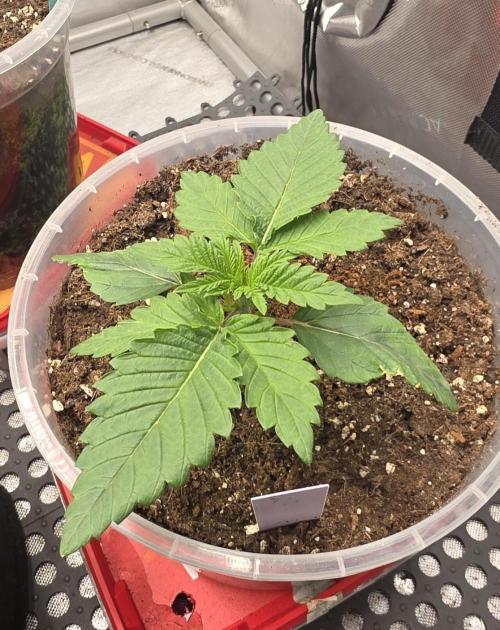 Orange Creampop - HSC. Week 3 - Day 15