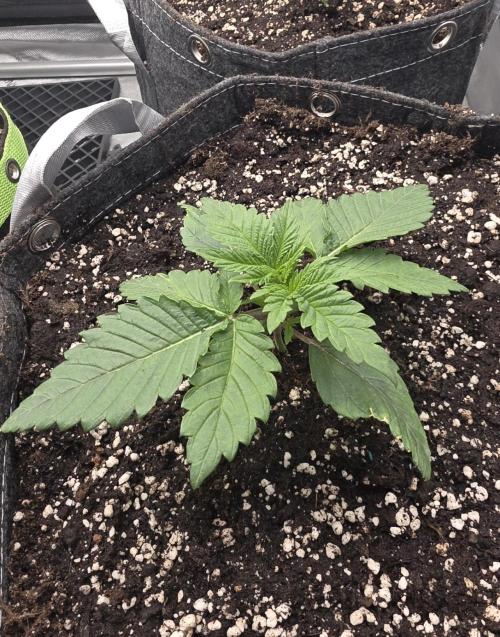 Orange Creampop - HSC. Week 3 - Day 16
