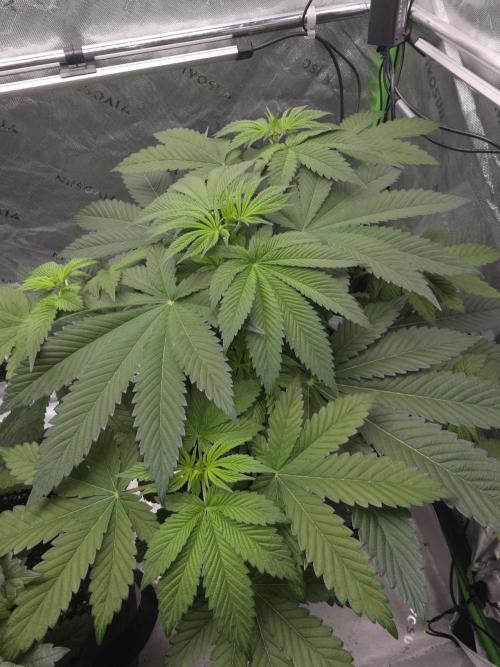 SSSC - Tropical Ice Cream - No Contest. Week 7 - Day 44