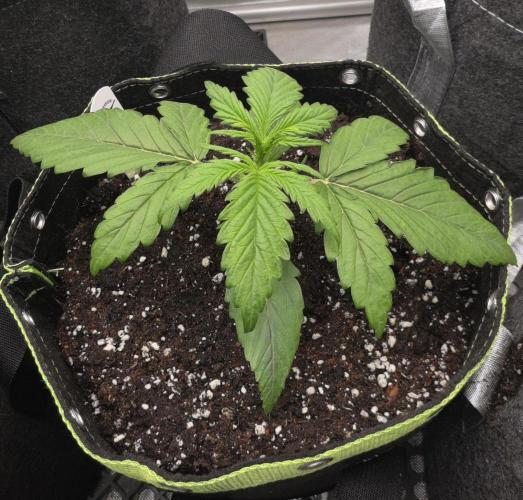 Amnesia Bilbo Auto - Genehtik. Week 3 - Day 16